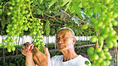     特色產(chǎn)業(yè)助推村集體經(jīng)濟(jì)發(fā)展壯大。