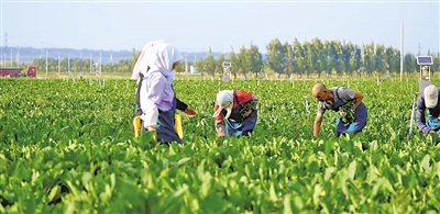     原州區(qū)冷涼蔬菜基地是農(nóng)民增收的希望田野。
