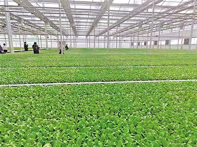     現(xiàn)代化育苗中心是原州區(qū)冷涼蔬菜好品質(zhì)的基礎。