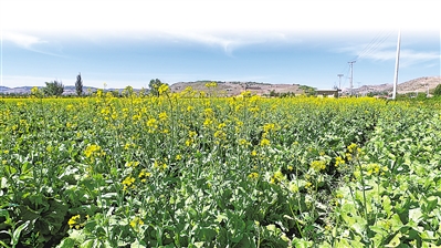     吉強(qiáng)鎮(zhèn)萬(wàn)崖村露地蔬菜標(biāo)準(zhǔn)化種植基地綠色冷涼蔬菜生長(zhǎng)旺盛。