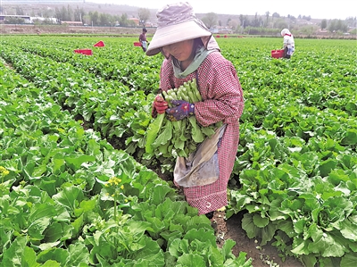     萬(wàn)崖村露地蔬菜標(biāo)準(zhǔn)化種植基地，村民采摘菜心。