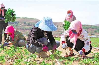     馬蓮村村民在蔬菜基地務(wù)工。