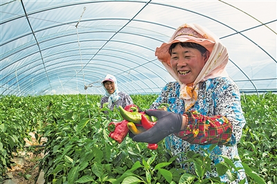     通過土地流轉(zhuǎn)、入園務(wù)工、蔬菜種植帶動(dòng)農(nóng)民增收。