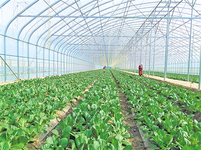     蔬菜綠色標(biāo)準(zhǔn)園輻射帶動(dòng)蔬菜產(chǎn)量、品質(zhì)和品牌提升。
