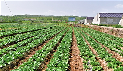 冷涼蔬菜標準化種植基地。