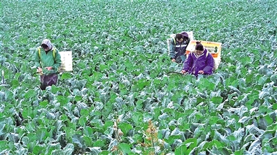     冷涼蔬菜成熟上市，村民忙著采摘收獲。