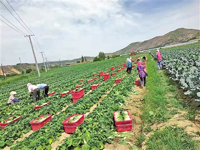     蔬菜產(chǎn)業(yè)為村民提供家門口的務(wù)工機(jī)會。