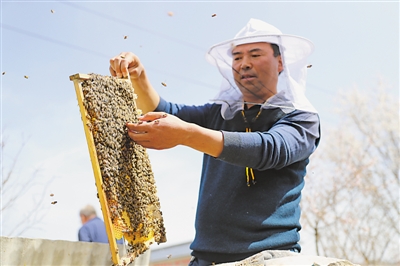 <p>　　固原市涇源縣養(yǎng)蜂專業(yè)戶冶連榮檢查蜂群的生長情況。涇源縣把中蜂養(yǎng)殖作為精準脫貧的主導(dǎo)產(chǎn)業(yè)來抓，通過“黨支部+合作社+養(yǎng)殖戶（貧困戶）”的發(fā)展模式，為1015戶建檔立卡戶打造“短期能增收、長期能致富”的產(chǎn)業(yè)脫貧之路，確保如期完成預(yù)期脫貧任務(wù)。</p>