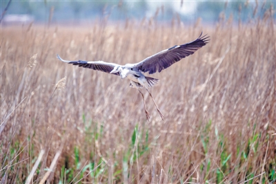 <p>　　飛鳥(niǎo)、游魚(yú)、彩荷相映成趣。</p>
