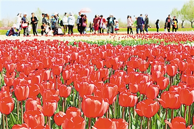     紅色——銀川花博園里盛開的郁金香紅似火焰。寧夏把良好生態(tài)環(huán)境作為最普惠的民生福祉，還百姓綠水青山，不斷滿足人民日益增長(zhǎng)的優(yōu)美生態(tài)環(huán)境需要。                 本報(bào)記者 馬楠 攝