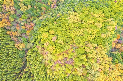秋高氣爽，六盤山層林盡染。